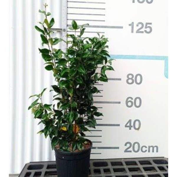 Ligustrum texacum 10lt 80/100                     