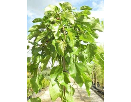 Morus alba pendula 14/16 maceta                   