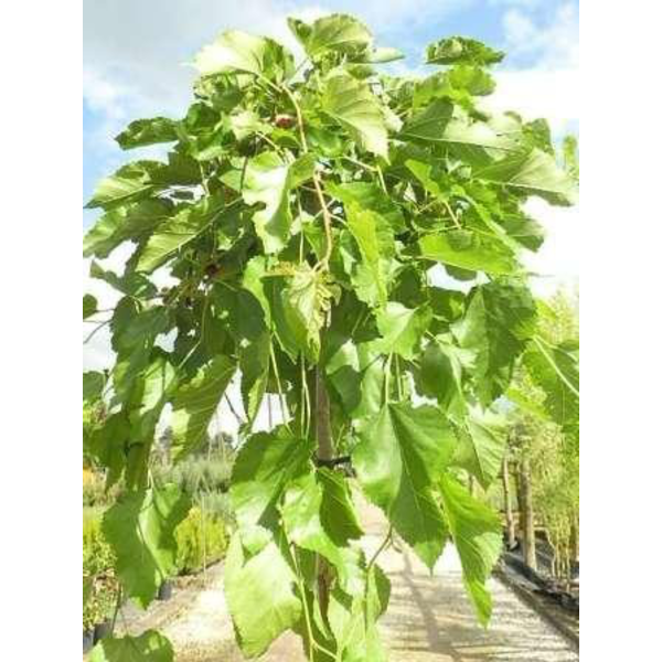 Morus alba pendula 14/16 maceta                   