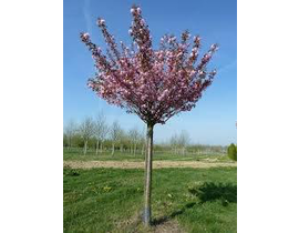 Prunus serrulata kanzan 12/14 maceta              