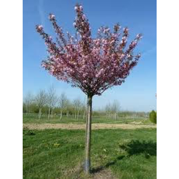 Prunus serrulata kanzan 12/14 maceta              