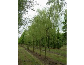 Salix babylonica 14/16 maceta                     