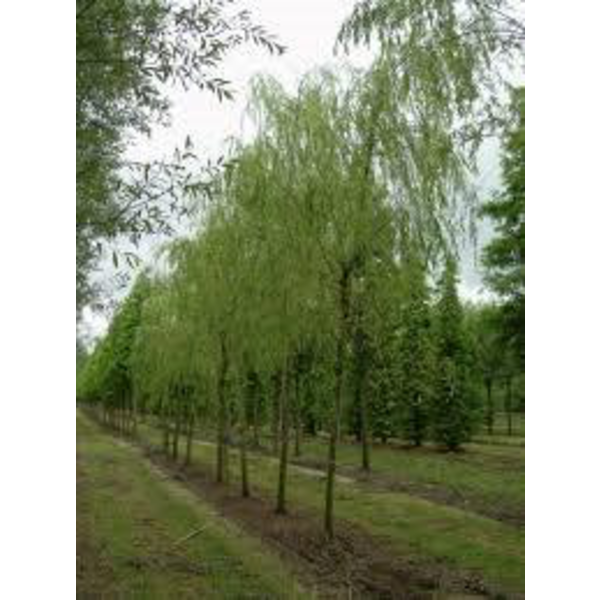 Salix babylonica 14/16 maceta                     