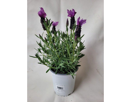 Espliego stoechas m13                             