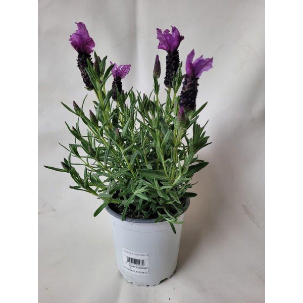 Espliego stoechas m13                             