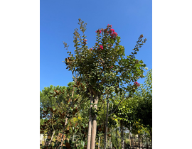 Lagerstroemia copa diam.10/12                     