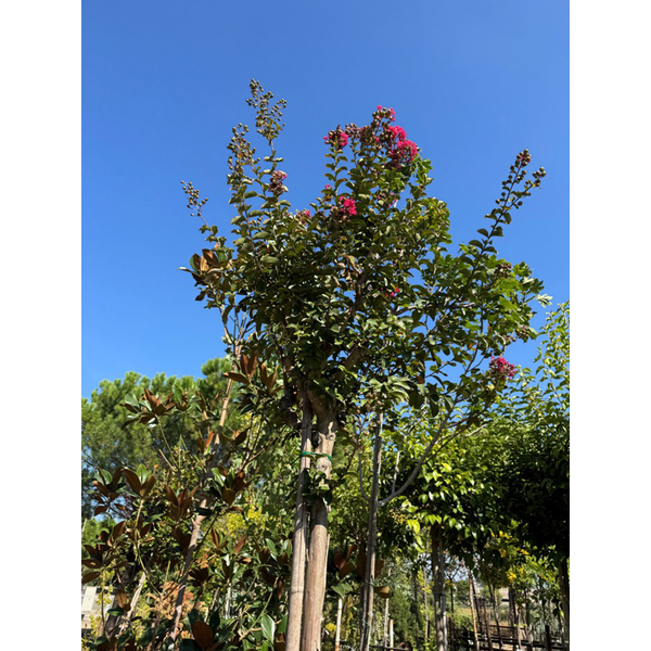 Lagerstroemia copa diam.10/12                     
