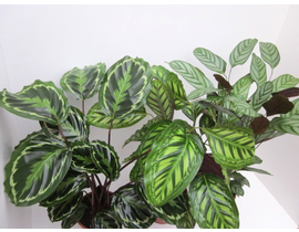 Maranta mixta m19                                 