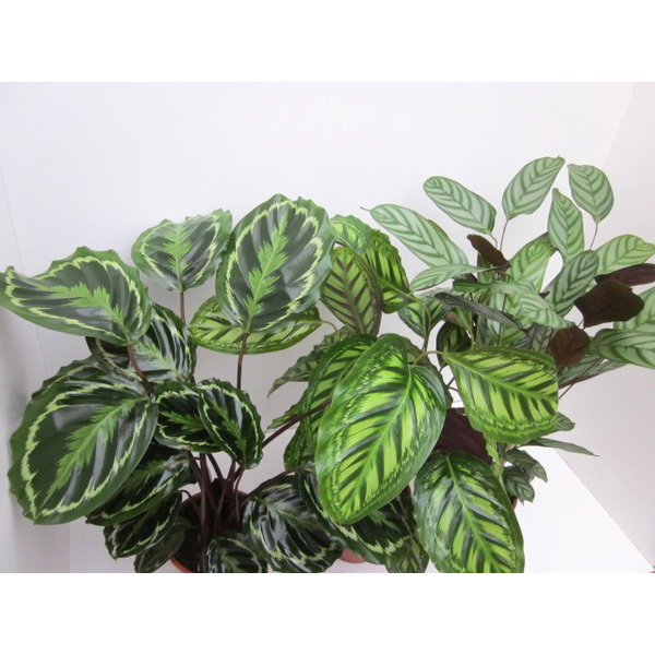 Maranta mixta m19                                 