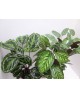 Maranta mixta m17                                 