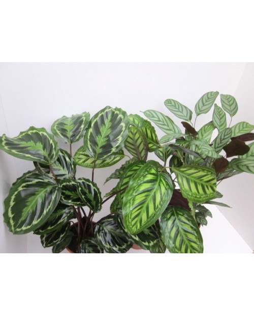 Maranta mixta m17                                 