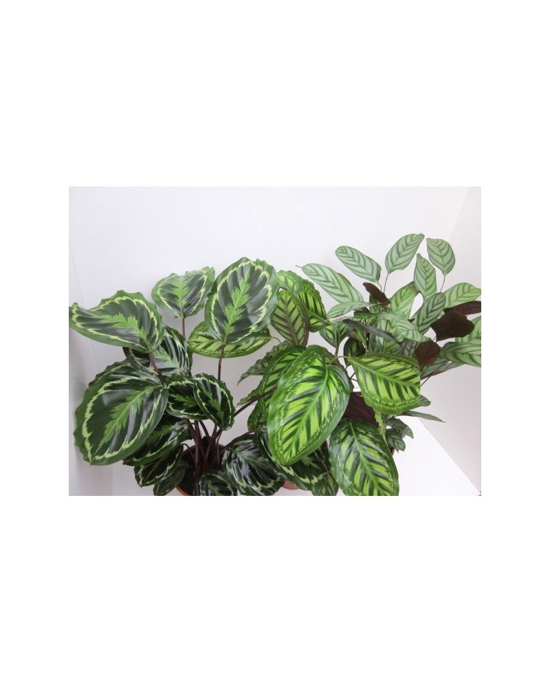 Maranta mixta m17                                 