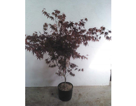 Acer palmatum fireglow 150/175                    