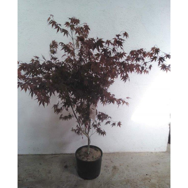 Acer palmatum fireglow 150/175                    