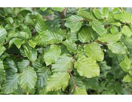 Fagus sylvatica 175/200                           