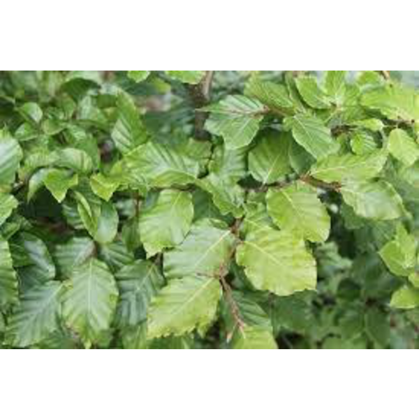 Fagus sylvatica 175/200                           