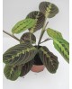 Maranta tricolor 12                               