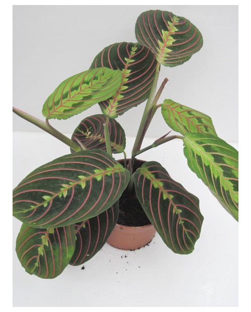 Maranta tricolor 12                               
