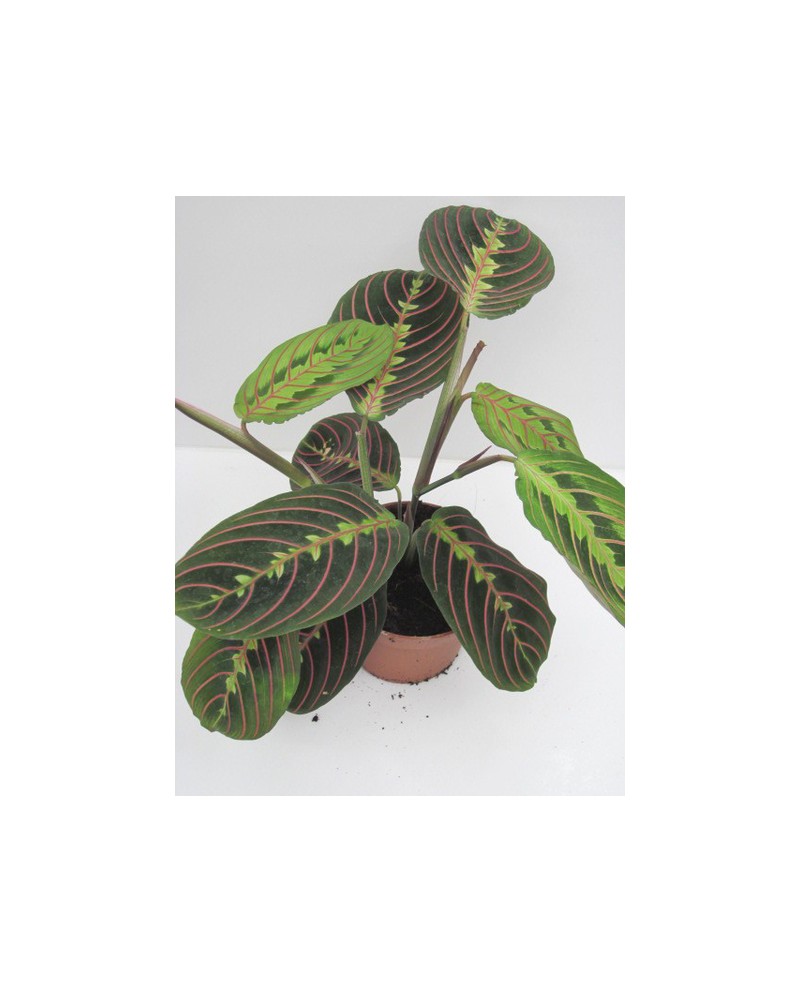 Maranta tricolor 12                               