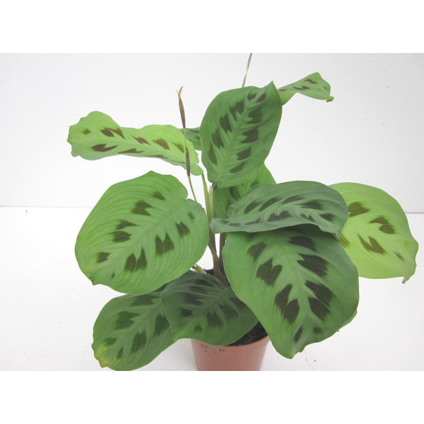 Maranta kerchoviana 12                            