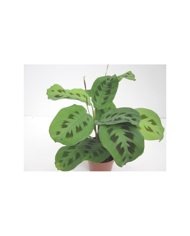 Maranta kerchoviana 12                            