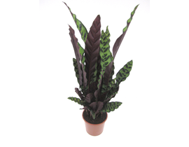 Maranta lancifolia insignis 17                    