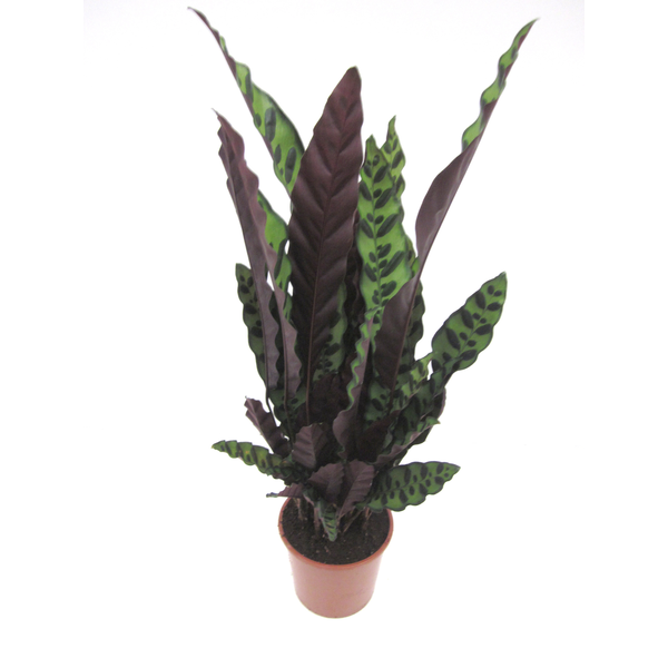 Maranta lancifolia insignis 17                    