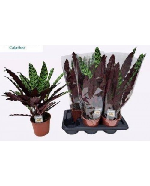 Maranta lancifolia insignis 17                    