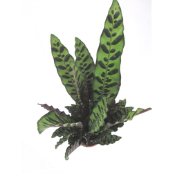 Maranta lancifolia insignis 17                    