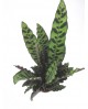Maranta lancifolia insignis 17                    