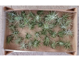 Tillandsia planta del aire 1                      