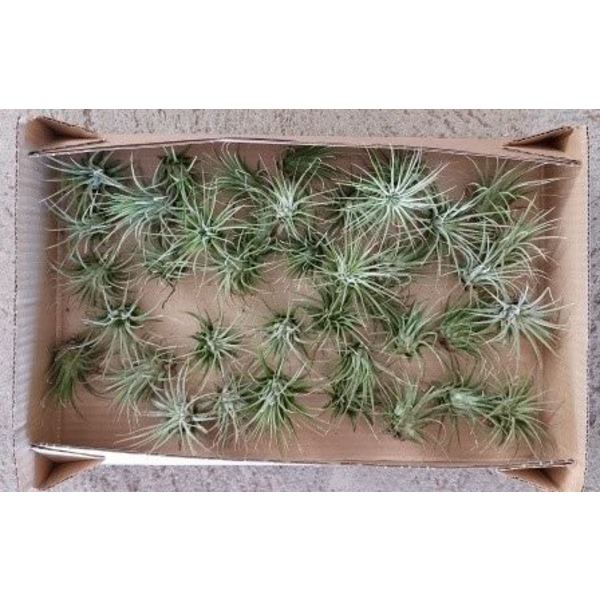 Tillandsia planta del aire 1                      