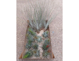 Tillandsia planta del aire 2                      