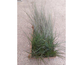 Tillandsia planta del aire 3                      