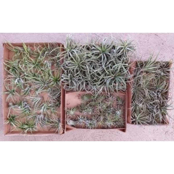 Tillandsia planta del aire 3                      