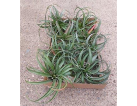 Tillandsia planta del aire 4                      