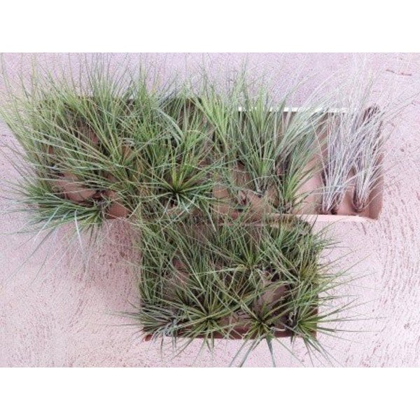 Tillandsia planta del aire 4                      