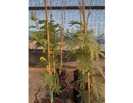 Acacia mimosa injertada floribunda                