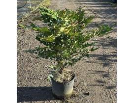 Mahonia media charity 7.5lt                       