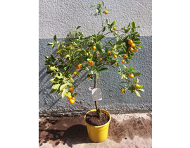Citrofortunella calamondin m25 60/80cm            