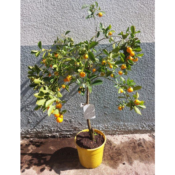 Citrofortunella calamondin m25 60/80cm            