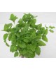 Melisa officinalis m11                            