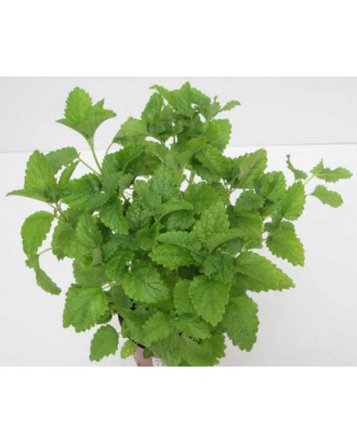Melisa officinalis m11                            