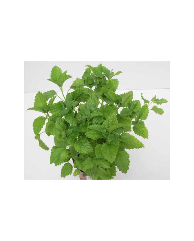 Melisa officinalis m11                            