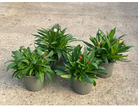 Florabella m13 (bractheanta bracteata)            