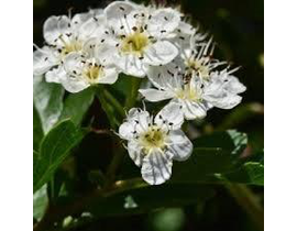 Crataegus monogyna 5lt (espino albar)             