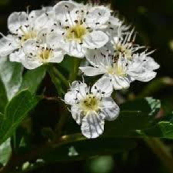 Crataegus monogyna 5lt (espino albar)             