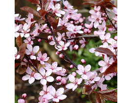 Prunus pisardi 3lt 40/60                          