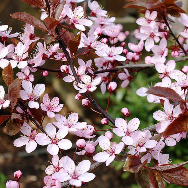 Prunus pisardi 3lt 40/60                          