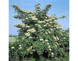 Sambucus nigra 5lt                                